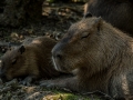 Zoo_Salzburg-18