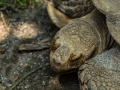 Zoo_Salzburg-24