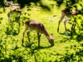 Zoo_Salzburg-26