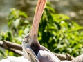 Zoo_Salzburg-30