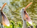 Zoo_Salzburg-31