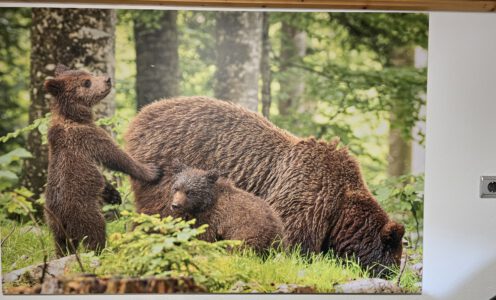Eichelhäher und Bärchis – Angebot