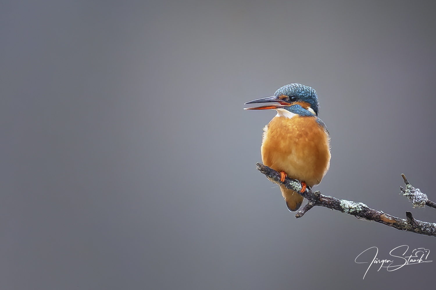 Besuch beim Eisvogel