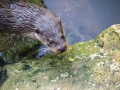 Wildpark Tambach 2014-14