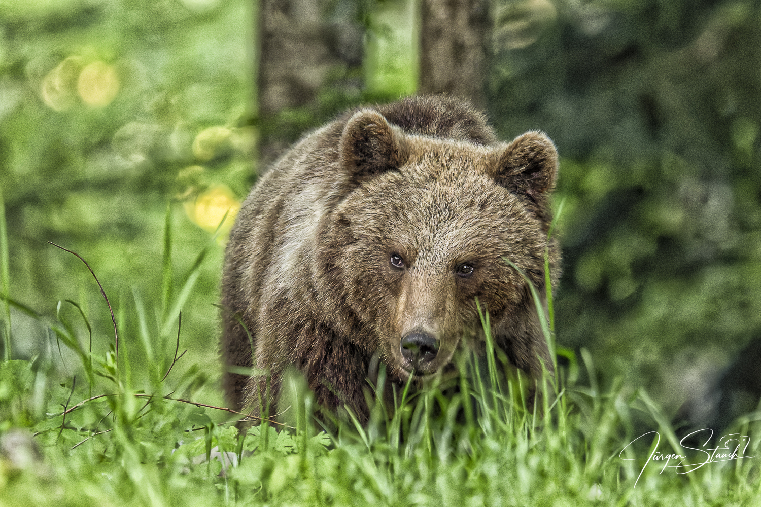 Fotoreise Slowenien – Bären