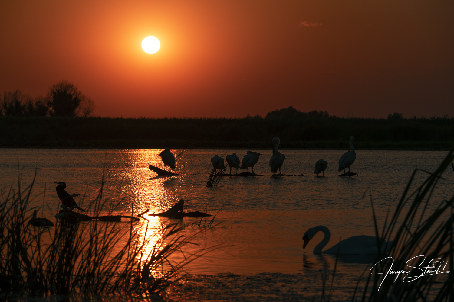 Vogelfotografie im Donaudelta