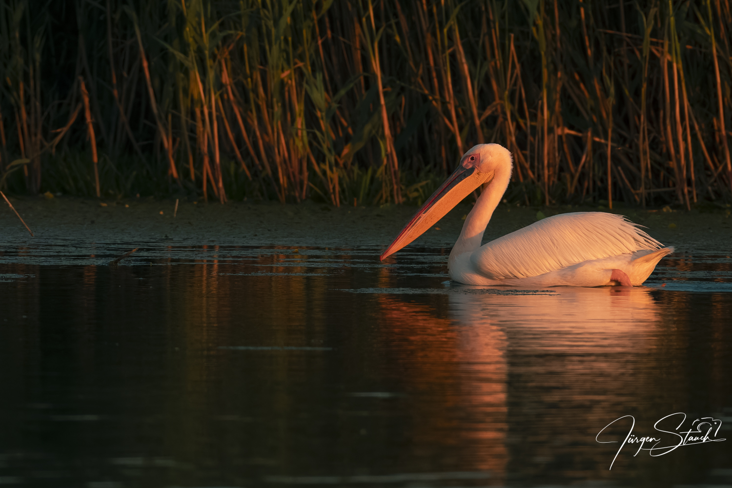 Majestätische Riesen der Lüfte – Pelikane im Donaudelta