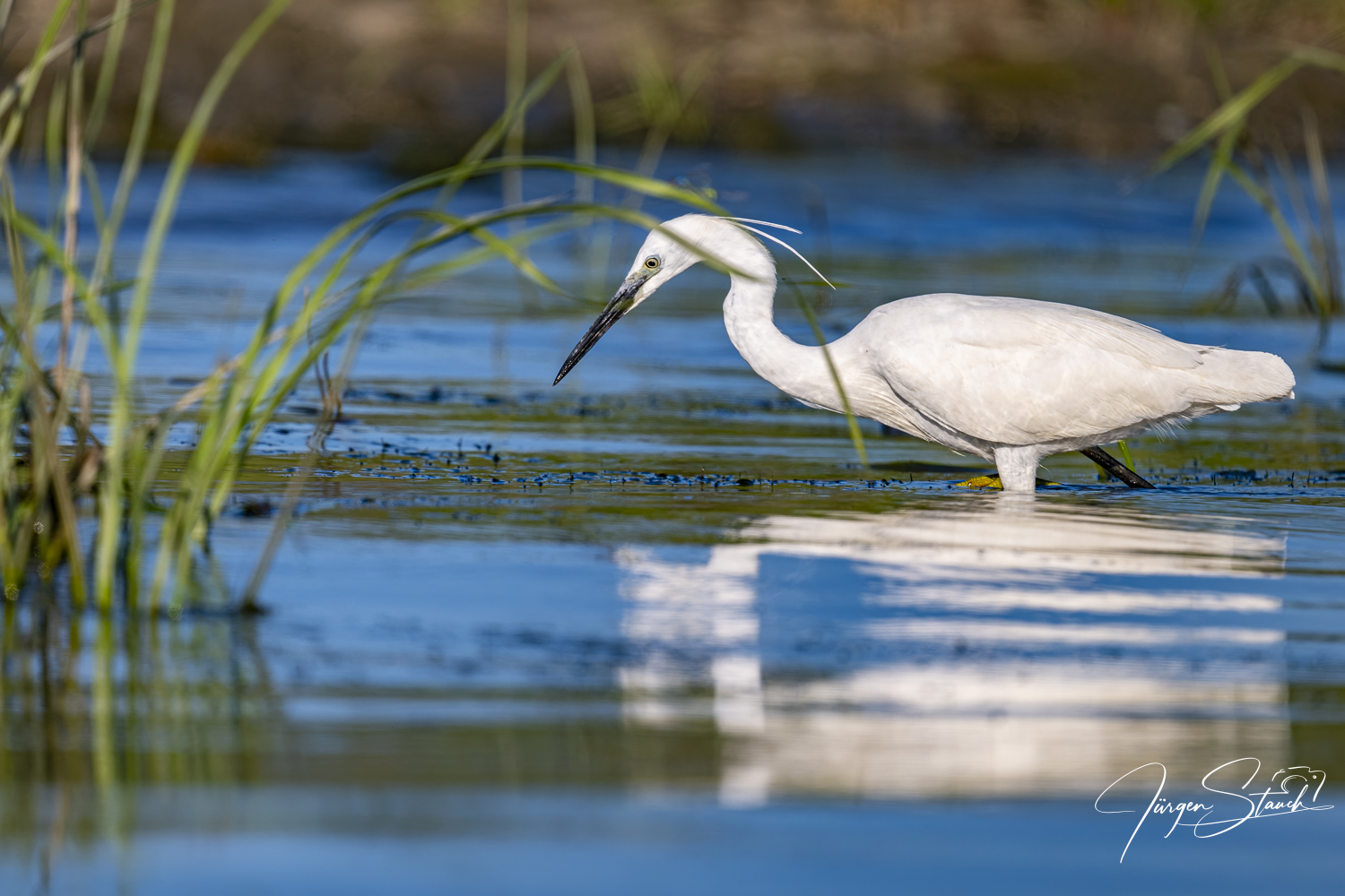 Seidenreiher im Donaudelta