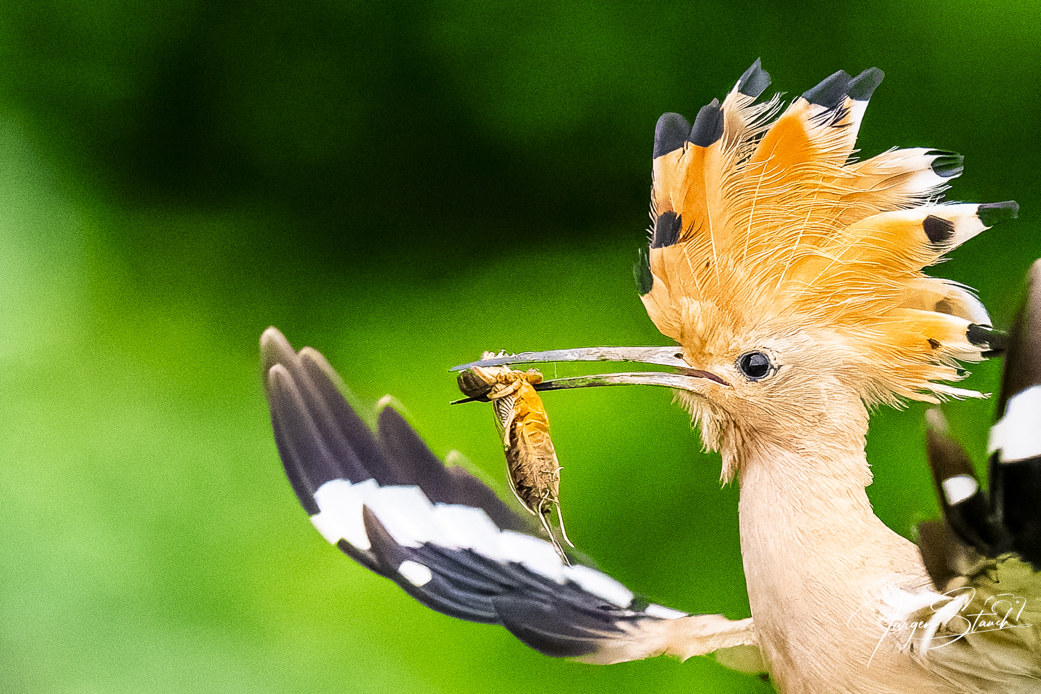 Fotoreise Slowenien – Wiedehopfe