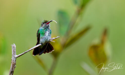 Kolumbienreise Teil 1 – Ins Orinokobecken nach Inirida