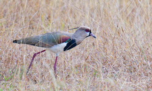 Kolumbienreise Teil 3 – Erholung in Cartagena an der Karibikküste