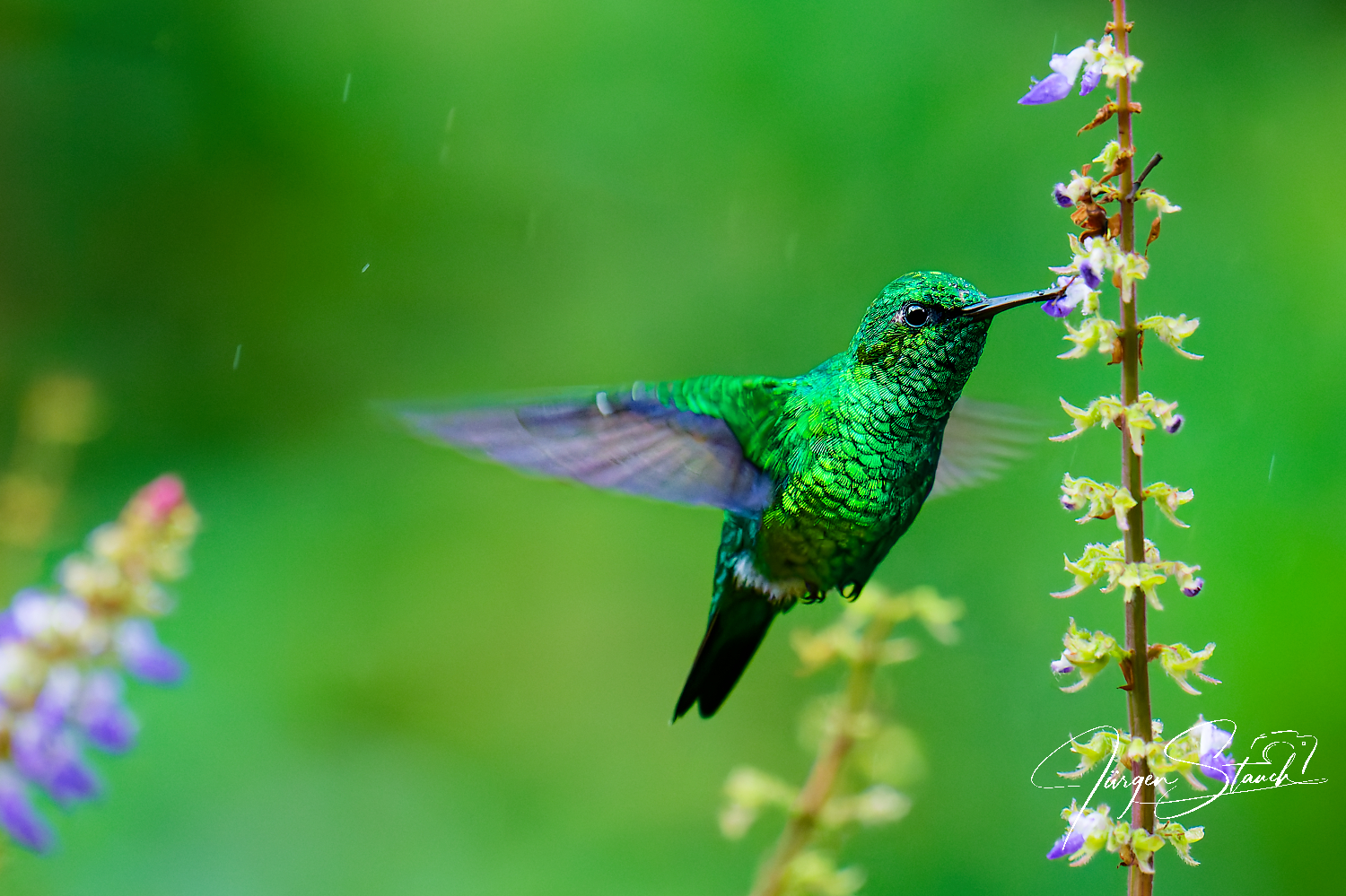 Zwischen Smaragd und Sekundenbruchteil – Kolibris fotografieren in Kolumbien
