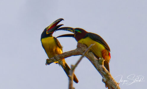 Balz und Paarung der Braunohrarassaris