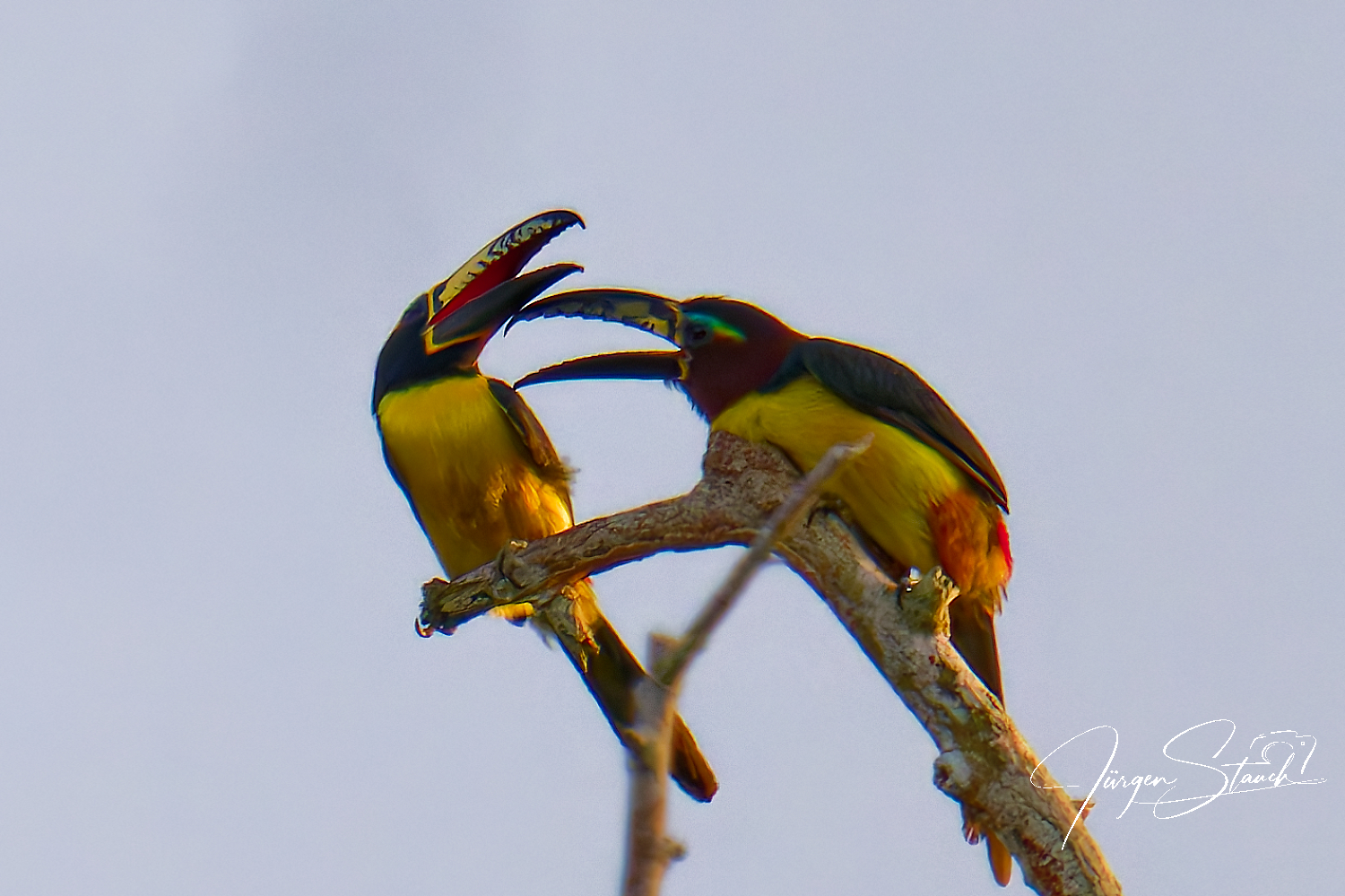 Balz und Paarung der Braunohrarassaris