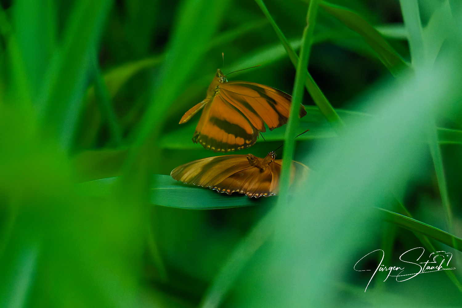 Mitten im Dschungel – Schmetterlinge bei der Paarung