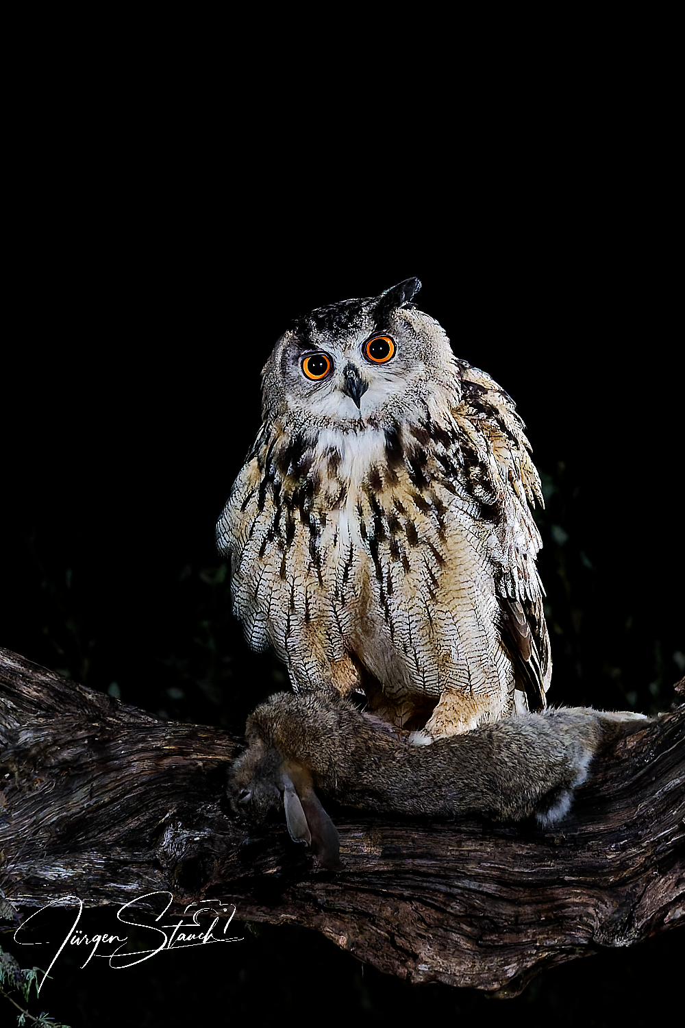 Uhus im Naturpark Montseny – Warten in der Dunkelheit