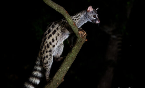 Die Ginsterkatze im Naturpark Montseny – Eine nächtliche Begegnung