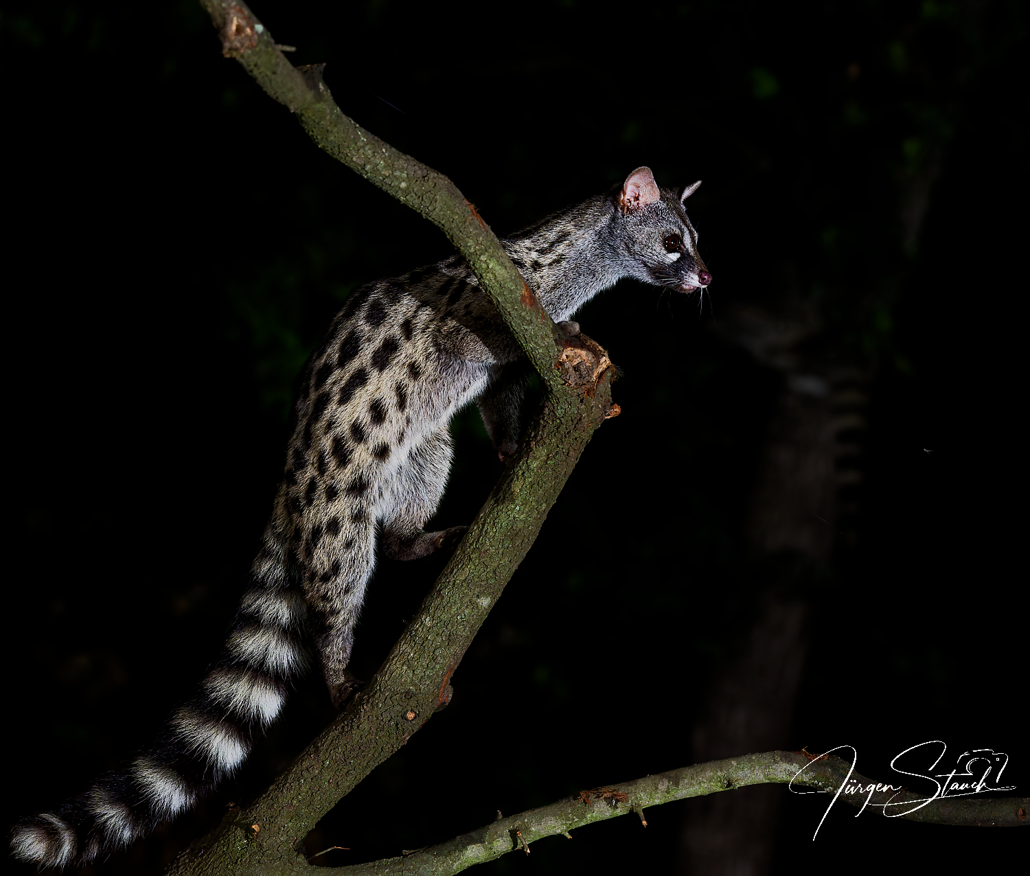 Die Ginsterkatze im Naturpark Montseny – Eine nächtliche Begegnung