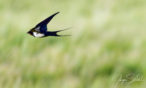 Rauchschwalbe (Hirundo rustica) – Meister der Lüfte über unseren Wiesen