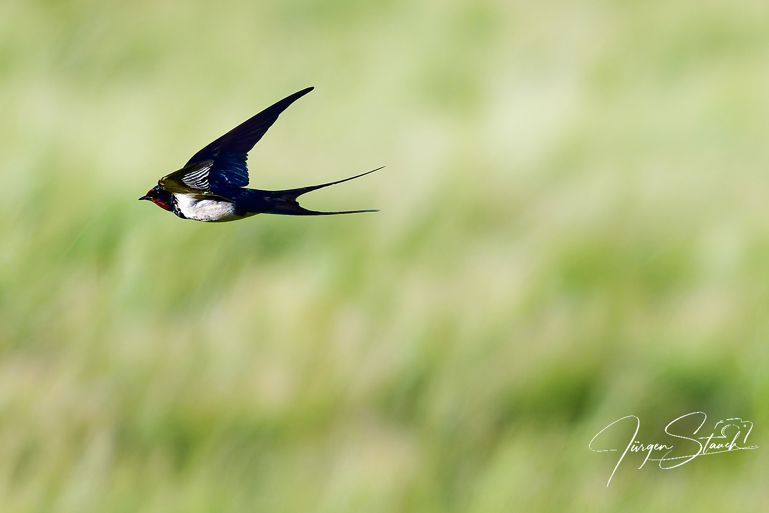 Rauchschwalbe (Hirundo rustica) – Meister der Lüfte über unseren Wiesen